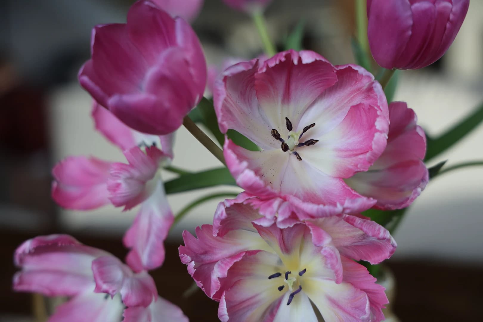 Grandma’s Flower Garden