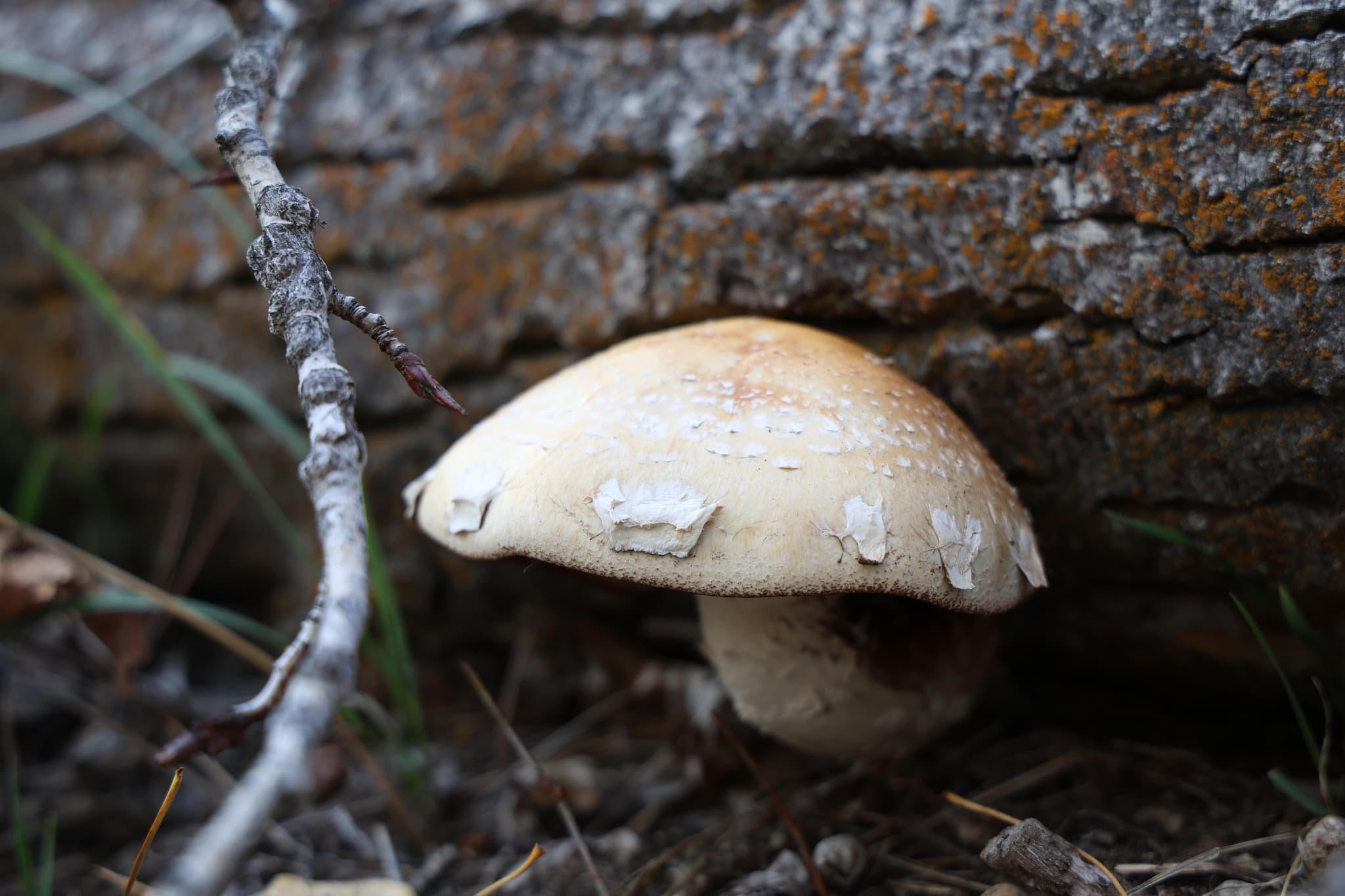 Langley and Lee Metcalf